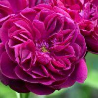 Profile picture for user TeresaRivera