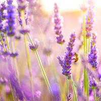 Profile picture for user shadenah