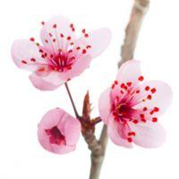 Profile picture for user HananAlharthi