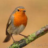 Profile picture for user Artatseeuskera