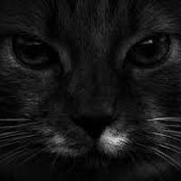 Profile picture for user paulapalou