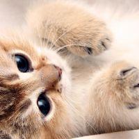 Profile picture for user MS_SAMIA