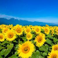 Profile picture for user selenazin