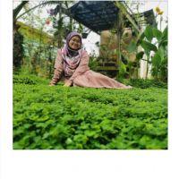 Profile picture for user asyikinros