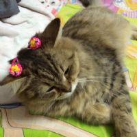 Profile picture for user Syuhadahyahya