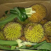 Profile picture for user cikguapieds