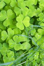 Profile picture for user vincentriver