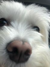 Profile picture for user Vivianelauretti