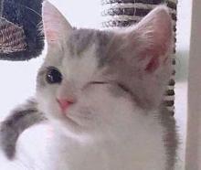 Profile picture for user VERUSKA79