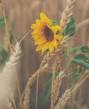 Profile picture for user meloxi