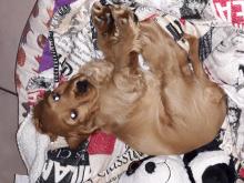 Profile picture for user Gerardina