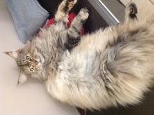 Profile picture for user KOUMAD