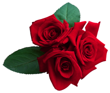 Profile picture for user solteacher