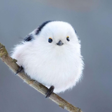 Profile picture for user DinaLin