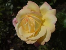 Profile picture for user irina_altair