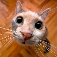 Profile picture for user Lamenall