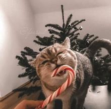 Profile picture for user KatyaOgneva555