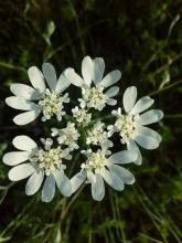 Profile picture for user norakuszmann