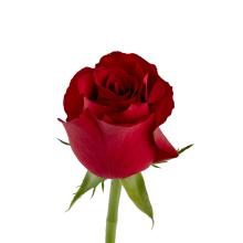 Profile picture for user mansumoideen