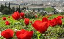 Profile picture for user rana_abubaker