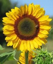 Profile picture for user banhbongmai