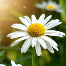 Profile picture for user Mariposoide