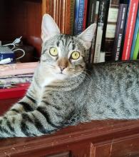 Profile picture for user cat_geo_hist