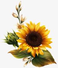 Profile picture for user sunflower_supremacy