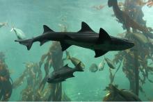 Profile picture for user Emirusmiyanah04