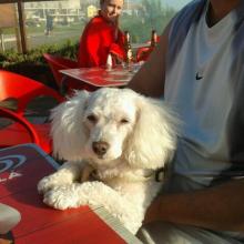 Profile picture for user ruialaspereira