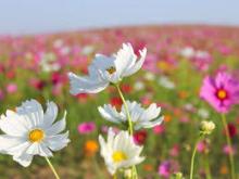 Profile picture for user RSRCA