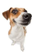 Profile picture for user rogerbz19