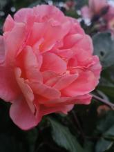 Profile picture for user Olena_Bovkun