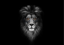 Profile picture for user LionsMusic