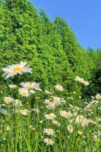 Profile picture for user KETKANOK1999