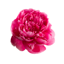 Profile picture for user taheralqussas