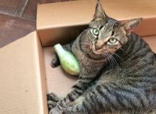 Profile picture for user Kristellrg