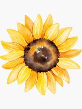 Profile picture for user marta-sunflower