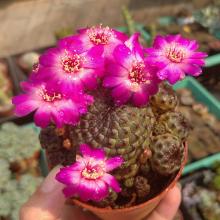 Profile picture for user Lehaiyen152