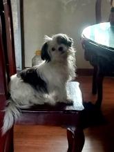 Profile picture for user traffelitesandoval