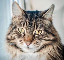 Profile picture for user Cattttphakamas