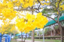 Profile picture for user Pensri_Aw