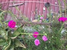 Profile picture for user RoseNguyen