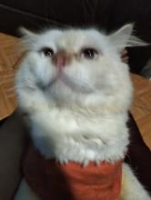 Profile picture for user callystalaurent