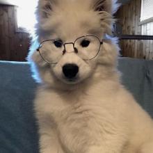 Profile picture for user Korapin_