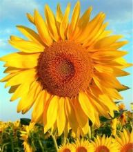 Profile picture for user eugeniamariavl