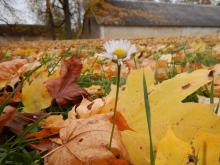 Profile picture for user hanna_pajula