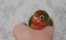 Profile picture for user TamKokoro-VT