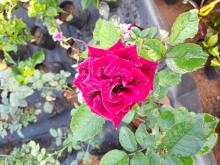 Profile picture for user chinthaka123