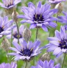 Profile picture for user marianacristina